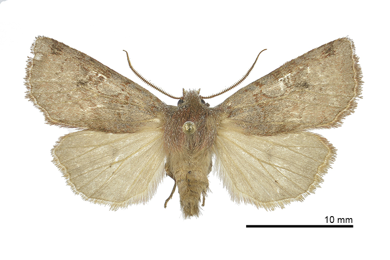 Cerastis griseiorbis Male